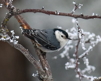 Nuthatches, Creepers