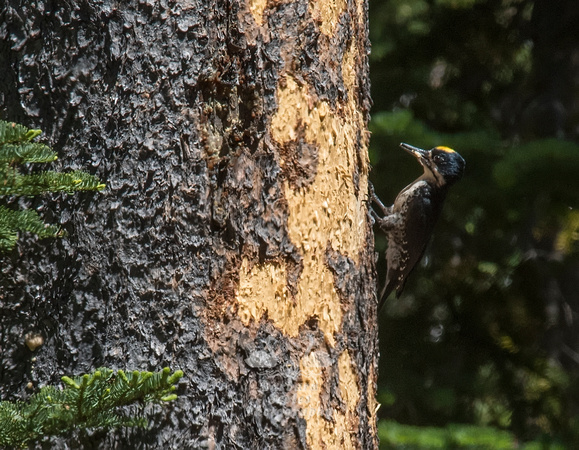 Black-backed Woodpecker at it's Nest