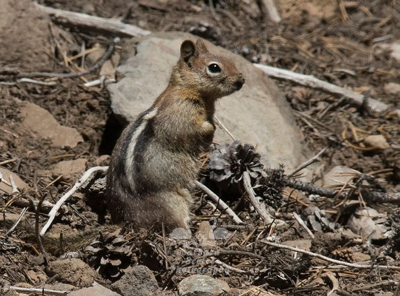 Golden-mantled Squirrel