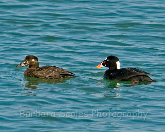 A Pair of Surf Scoters