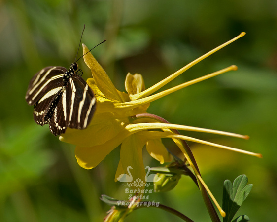 Zebra Wing Butterfly