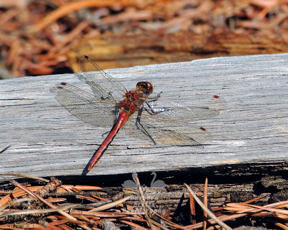 Dragonfly