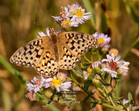 Butterfly on Flowers Outside our Cabin