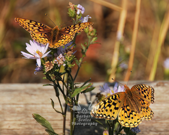 Butterflies on Flowers Outside our Cabin