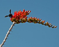 Very Large Bumblebee on an Ocotillo Flower