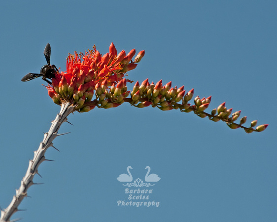 Very Large Bumblebee on an Ocotillo Flower