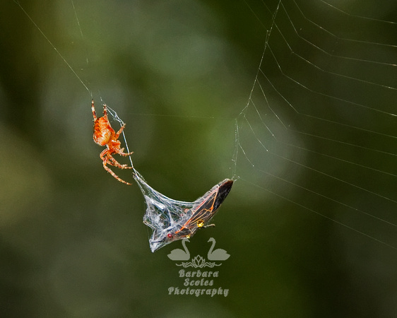 Cross Orb Weaver Spider Wrapping Up a Meal of a Box Elder Bug