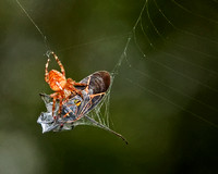 Cross Orb Weaver Spider Wrapping Up a Meal of a Box Elder Bug.