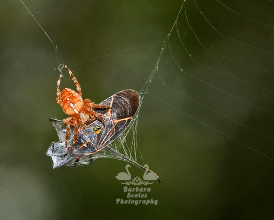 Cross Orb Weaver Spider Wrapping Up a Meal of a Box Elder Bug.