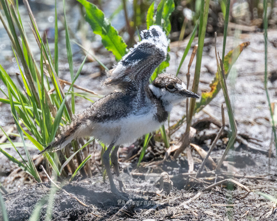 Killdeer Chick