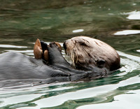 Sea Otter Eating a Clam