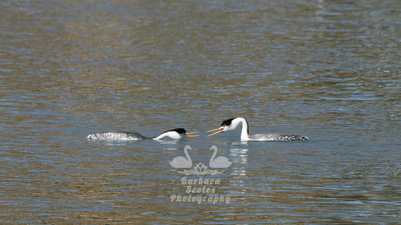 Clark's Grebes