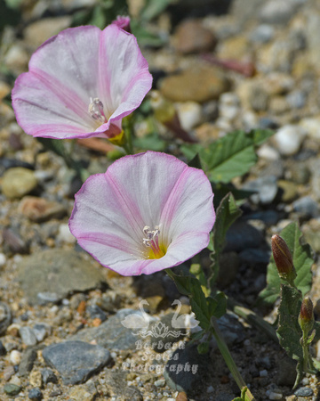 Field Bindweed