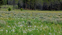 Field of Wild Iris
