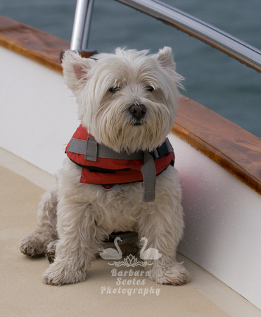 Dash, the Yacht Dog