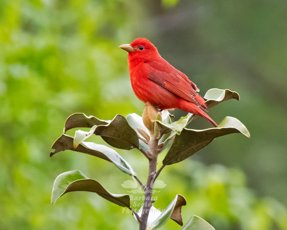 Summer Tanager