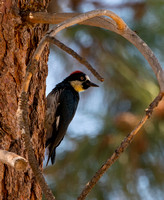 Acorn Woodpecker