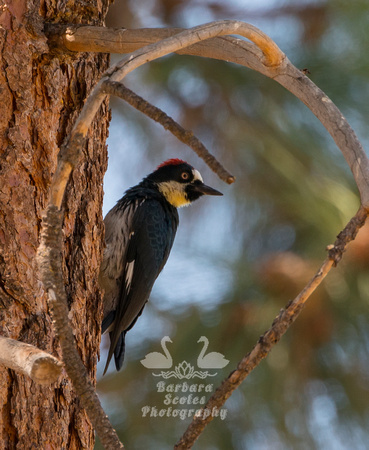Acorn Woodpecker