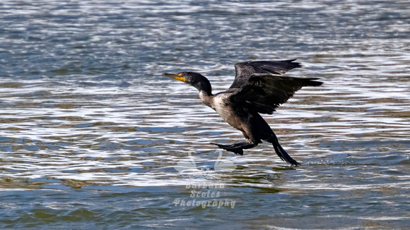 Double-crested Cormorant