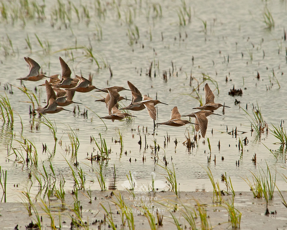 Long Billed Dowitchers