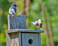 Western Bluebirds