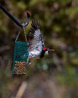 Acorn Woodpecker