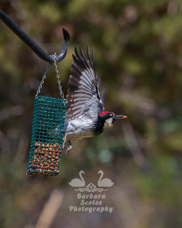 Acorn Woodpecker