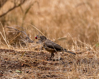 Young Robin Eating a Chokeberry
