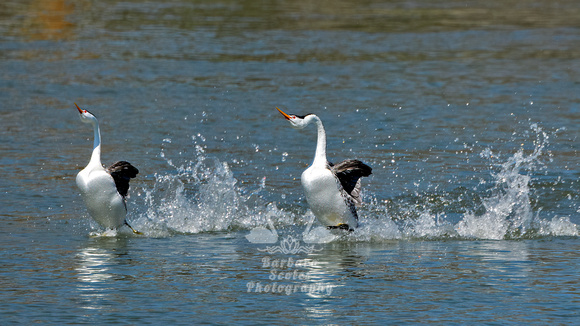 Clark's Grebes