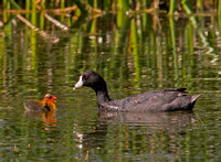 American Coot Chick and Mom