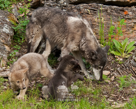 Wolf and Pups