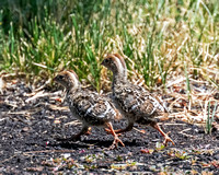 Young California Quail