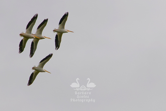 White Pelicans