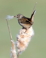 Marsh Wren Collecting Nesting Material