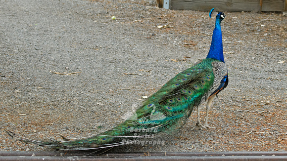 Peacock