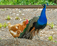 Peacock and Chicken