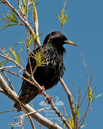 Starling