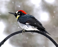 Acorn Woodpecker