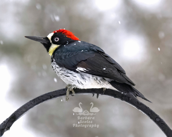 Acorn Woodpecker