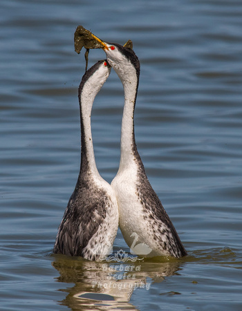Clark's Grebes Doing the Weed Dance