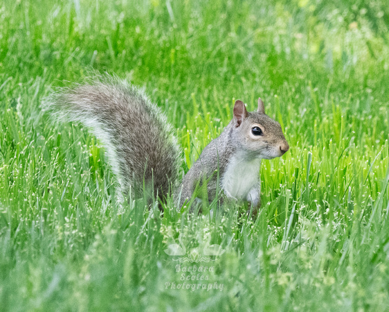 Eastern Fox Squirrel