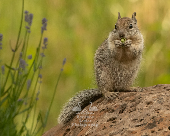 California Ground Squirrel