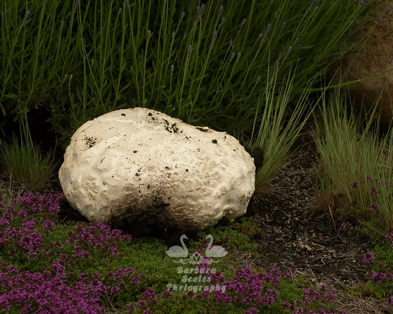 A Very Large Toadstool