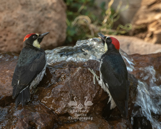 Acorn Woodpecker