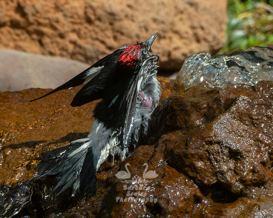 Young Acorn Woodpecker