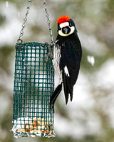 Acorn Woodpecker