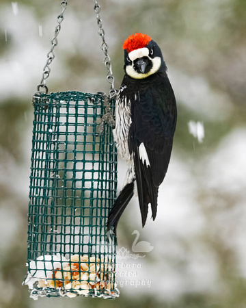 Acorn Woodpecker