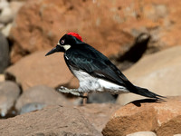 Acorn Woodpecker