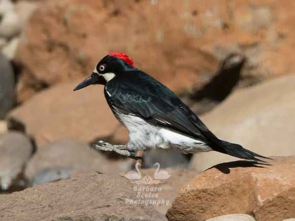 Acorn Woodpecker