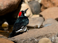 Acorn Woodpecker